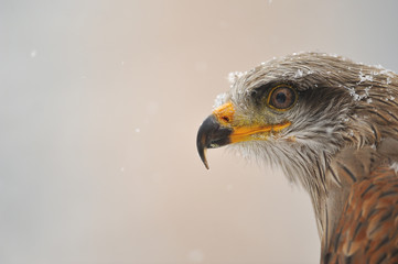 Isolated black Kite portrait