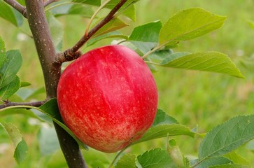 Apfel am Baum - apple on tree 146