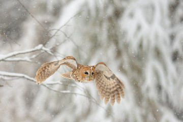 Flying tawny owl