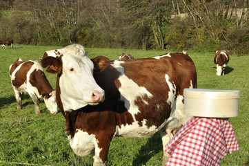 Fromage de Mont D'Or