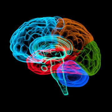 Menschliches Gehirn - anatomisches Modell