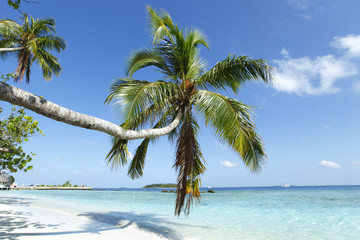 Fototapeta na wymiar Palmy na plaży i morza tła