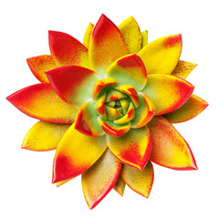 Echeveria flower on a white background