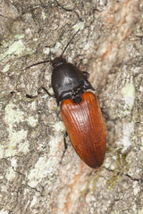 Rusty click beetle, Elater ferrugineus on oak, macro photo