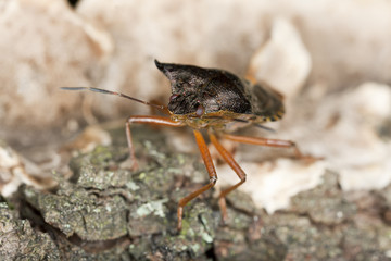 Shield bug on wood, macro photo