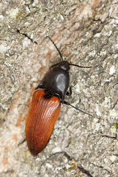 Rusty click beetle, Elater ferrugineus on oak, macro photo
