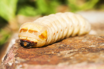 Caterpillar on the rock