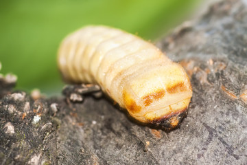 Caterpillar on tree branch