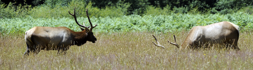 Roosevelt Elk, Northern California