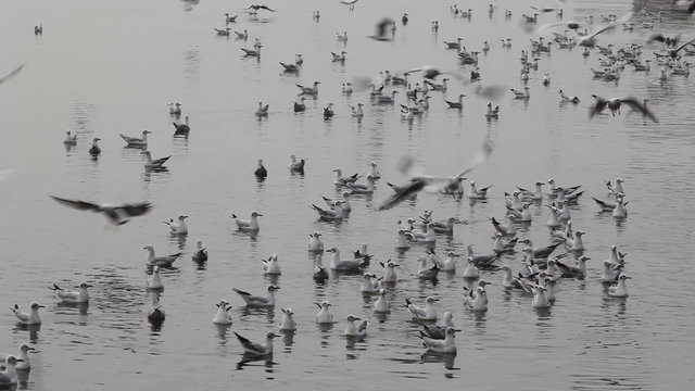 Seagull