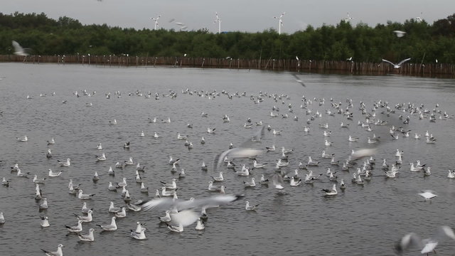 Seagull