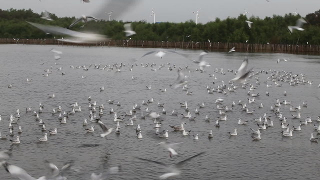 Seagull