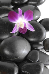 The beautiful pink orchid on black stones