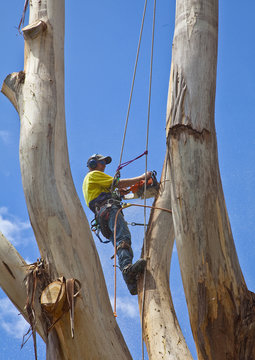 Arborist pruning a large tree
