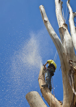 Arborist pruning a large tree