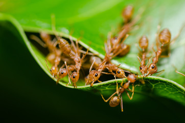 red ant teamwork