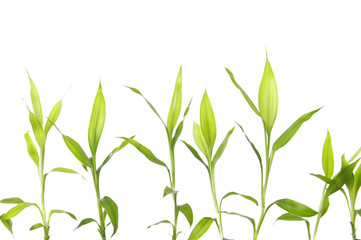 Set of Green bamboo sprout on white background