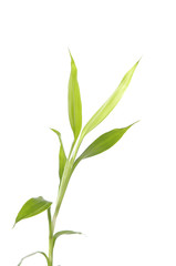 Fototapeta na wymiar Green bamboo sprout Isolated on white background.