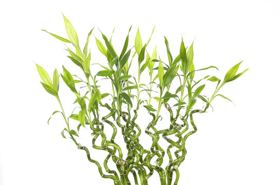 Bunch of bamboo plants in a vase