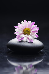 Obraz na płótnie Canvas Zen kamienie z różowym Gerbera refleksji