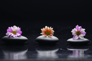 Fototapeta na wymiar Three pink gerbera on zen stones reflection