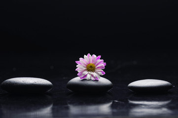 Fototapeta na wymiar Zen trzy kamienie z różowym Gerbera refleksji