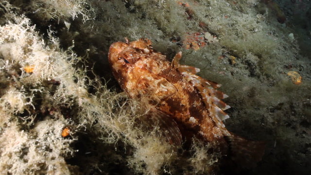 Scorpaena Porcus, a kind of Scorpion fish.