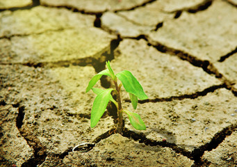 Fresh green tree growing through dry cracked soil