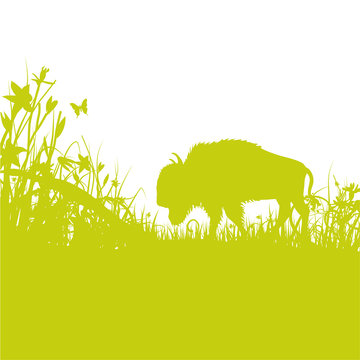 Grashalme B&uuml;ffel, Wisent und Bison