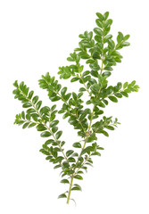 Boxwood xmas branch isolated