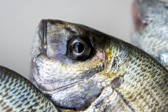 Fresh fish under studio lights