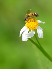 A bee is drinking nectar