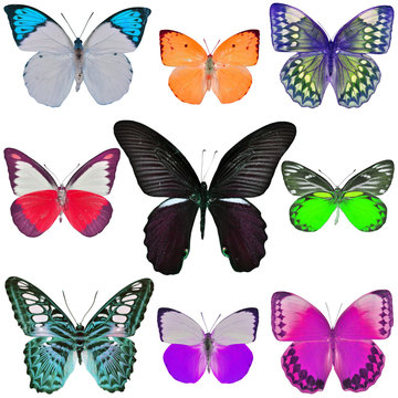 Collection of colored butterflies