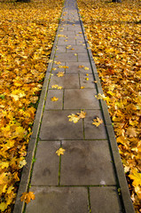 concrete  park path through autumn leaves