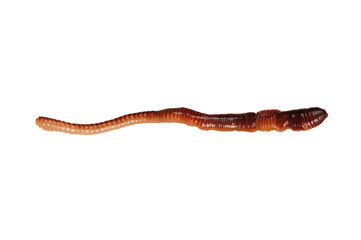 Earthworm