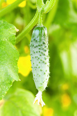 Green cucumber