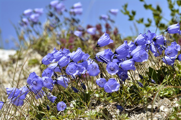 Fototapeta premium Fairies' thimbles in Alps French