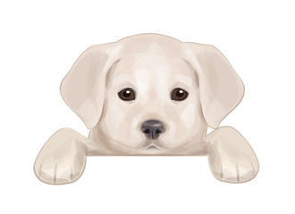 Vector of cute puppy hiding by blank.