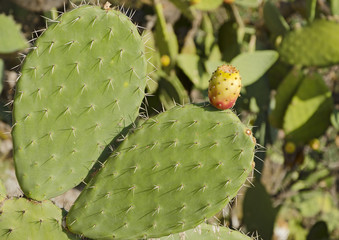 Prickly Pear