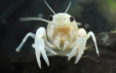 A White Crayfish
