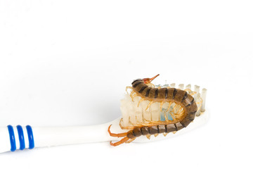 Centipede on a toothbrush.