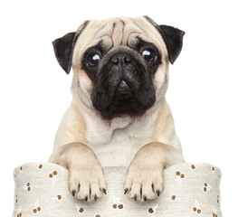 Pug in basket