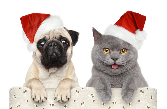 Dog and cat in red Christmas hat