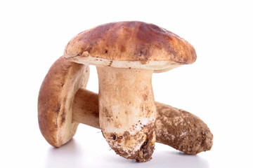 mushroom