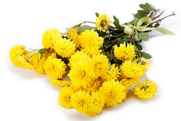 Bouquet of yellow flowers, chrysanthemums isolated on white back