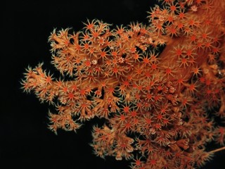 gorgonia