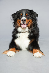 Cute berner sennen dog against grey background. Studio shot.