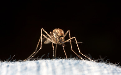 Mosquito closeup