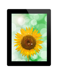 tablet pc with sunflower  isolated on background white