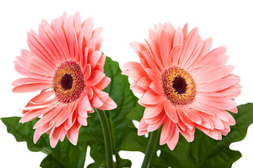 Two red gerbera flower isolated on white background.